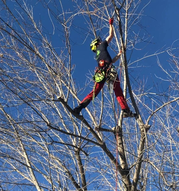 Elagage et taille douce chez Arbre&Co en Valais Taille sélective pour favoriser la croissance naturelle et limiter les risques, réalisée par nos arboristes grimpeurs