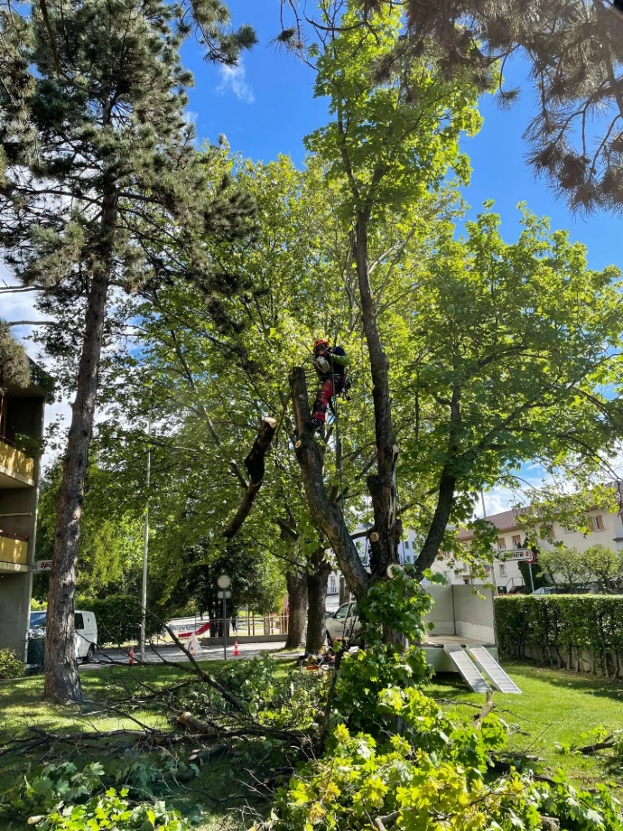 Abattage d'un arbre malade en ville Suppression d'un arbre sur la commune d'Ardon par Arbre & Co