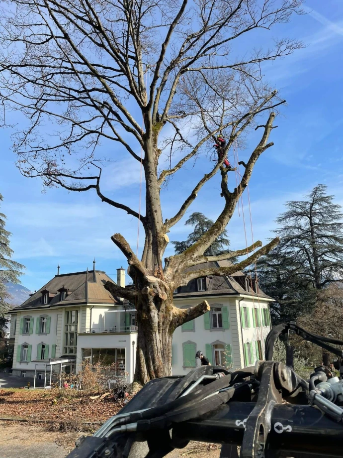 Abattage d'un arbre malade ou dangereux Intervention sur un arbre fragilisé par une maladie ou un danger structurel, travaux réalisés par l'équipe professionnelle d'Arbre & Co pour l’État du Valais