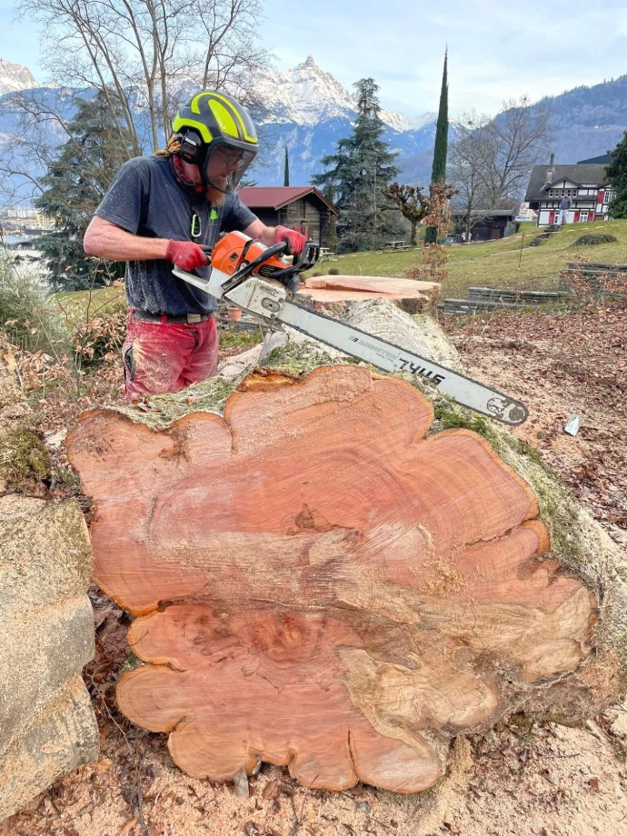 Coupe sécurisée d'un tronc après abattage Un arboriste utilise une tronçonneuse Stihl pour découper un tronc en section après un abattage contrôlé