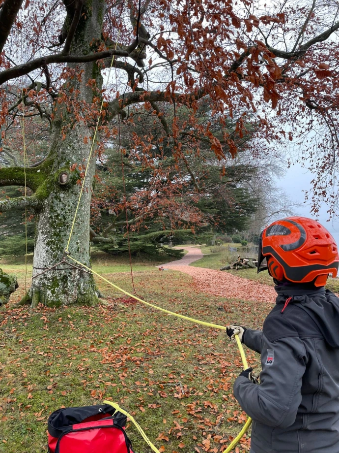 Abattage d'un arbre par démontage avec rétention des branches Suppression progressive d'un arbre par démontage, avec descente des branches à la corde pour éviter les dommages au sol
