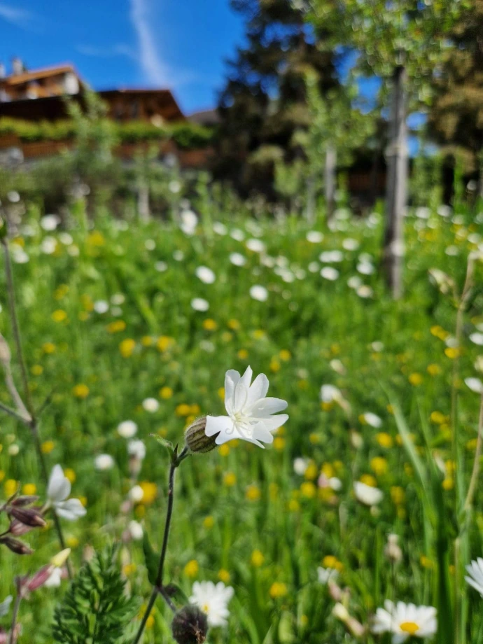 Prairie Fleurie avec Pollinisateurs Sauvages et Verger à Crans-Montana Arbre & Co aménage des prairies fleuries favorisant la biodiversité, avec des plantes nectarifères pour attirer les pollinisateurs sauvages, tout en intégrant un verger productif. Nos paysagistes en Valais, experts en gestion écologique, créent des espaces harmonieux et durables pour les habitants de Crans-Montana et ses environs.