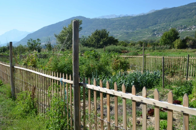 Clôture bois en chaboury pour un potager, aménagement paysager en Valais Arbre & Co installe des clôtures en bois type chaboury ou ganivelle pour délimiter vos espaces, offrant à la fois protection et esthétique. Ce matériau naturel et durable est idéal pour créer une barrière élégante tout en respectant l’environnement. Nos paysagistes en Valais vous aident à aménager des espaces extérieurs fonctionnels et harmonieux.