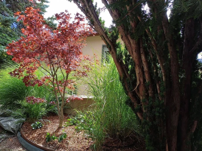 Jardin de Particulier avec Plantation d'Érable Japonais Rouge - Paysagistes en Valais Arbre & Co crée des jardins de particulier uniques, mettant en valeur des plantes exceptionnelles comme l'érable japonais rouge. Nos paysagistes en Valais conçoivent des espaces extérieurs harmonieux, où chaque plante est soigneusement choisie pour son esthétique et sa compatibilité avec l'environnement local.