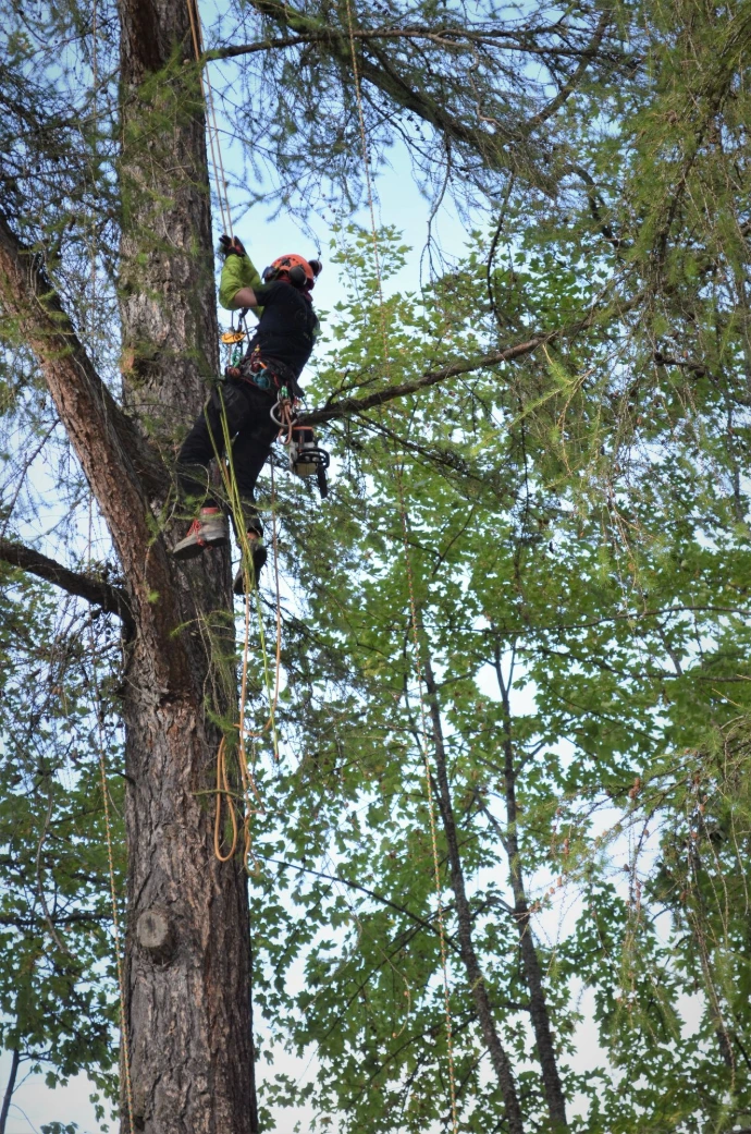 Elagage et soins des arbres avec Arbre&Co en Valais Intervention d'un élagueur pour une taille douce et respectueuse de l'arbre par Arbre & Co en Valais