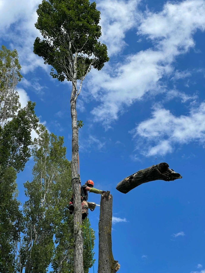 Démontage d'un tronc d'arbres par un élagueur d'Arbre&Co Démontage d'un arbre en plusieurs sections, travail sécurisé par des arboristes grimpeurs