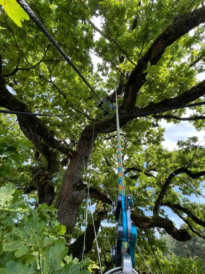 Installation d'un haubanage pour sécuriser un arbre en Valais Haubanage installé par Arbre & Co en Valais sur un arbre pour stabiliser des branches fragiles et éviter leurs chutes