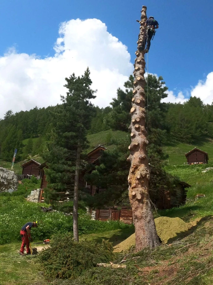 Abattage d'un grand arbre dans un mayen valaisan par un arboriste Abattage en montagne par Arbre & Co, travail précis pour minimiser l'impact sur l'environnement