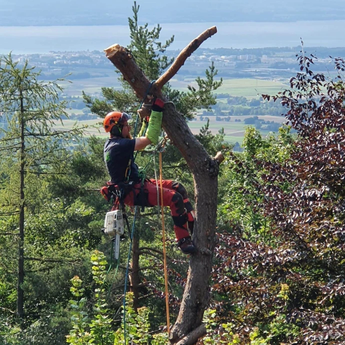 Grimpe aux arbres par nos arboristes grimpeurs Élagueur avec son équipement de grimpe aux arbres en action pour abattre un arbre pour un client Arbre & Co au canton de Vaud