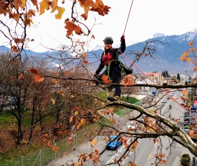 Taille d'arbre en milieu urbain par nos élagueurs Intervention d'une arboriste pour la taille douce en milieu urbain, préservant l'arbre et la sécurité des habitants
