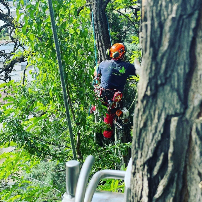 Installation de matériel pour dans un arbre pour un abattage Système professionnel sécurisé pour aider l'élagueur dans l'abattage d'un arbre en Valais