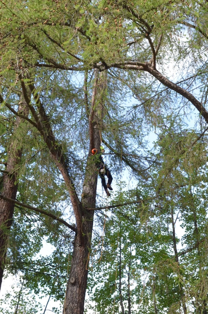 Soins des arbres protégés : taille et entretien Intervention sur un arbre pour favoriser sa longévité et maintenir sa stabilité par Arbre & Co en Valais