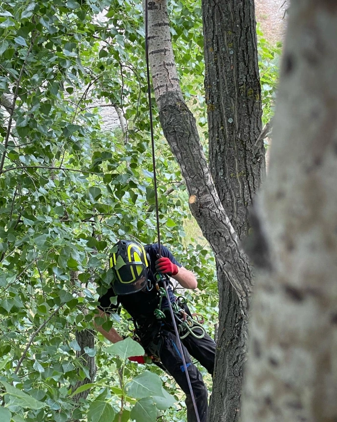 Entretien des arbres : taille et soins en hauteur Taille d'éclaircie d'un arbre pour améliorer sa structure et réduire sa prise au vent par Arbre & Co, arboriste grimpeur