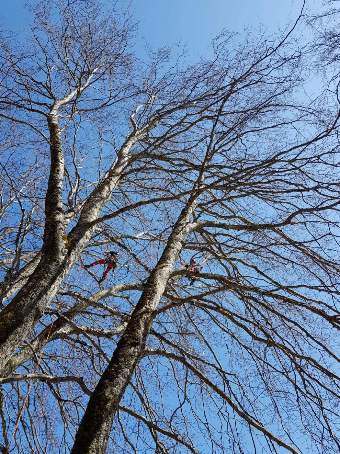 Taille de préservation sur des arbres remarquables par Arbre & Co Taille sur un arbre âgé pour limiter le poids des branches et prévenir les risques de rupture, tout en respectant son équilibre naturel