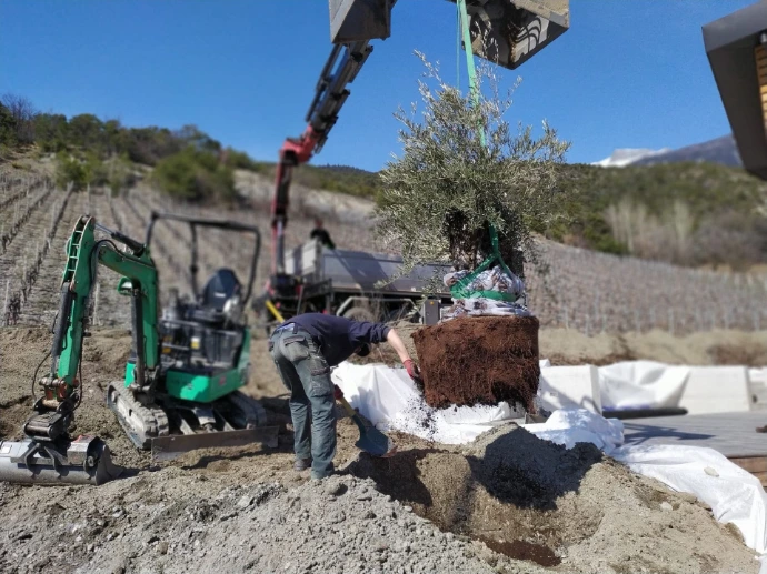 Plantation d'olivier avec grue à Noble-Contrée – Service d'aménagement paysager en Valais À Noble-Contrée (Miège) nous avons réalisé la plantation d'un olivier, un arbre symbolique et robuste, en utilisant un camion grue pour un positionnement précis et sécurisé