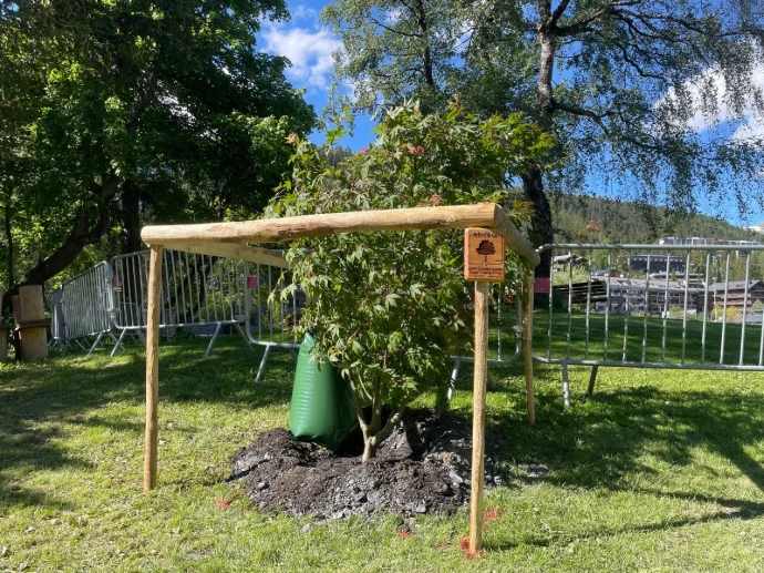 Plantation d’un érable à Crans-Montana avec tuteurage et sac d’irrigation Arbre & Co a réalisé la plantation d’un érable dans un parc à Crans-Montana, dans le cadre d’un projet pour l’ACCM. Ce jeune arbre bénéficie d’un tuteurage et d’un sac d’irrigation pour garantir une croissance optimale.