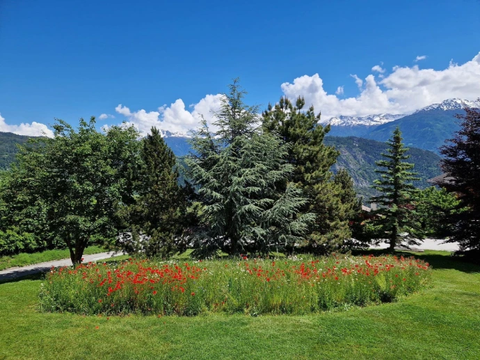 Prairie fleurie pour abeilles à Ayent – Aménagement écologique en Valais À Ayent, une prairie fleurie a été aménagée pour offrir un refuge aux abeilles et autres pollinisateurs. Ce jardin naturel, composé de plantes riches en nectar, favorise la biodiversité tout en apportant une touche de couleur aux espaces extérieurs. Un aménagement respectueux de l'environnement, parfait pour ceux qui souhaitent contribuer à la préservation des pollinisateurs.