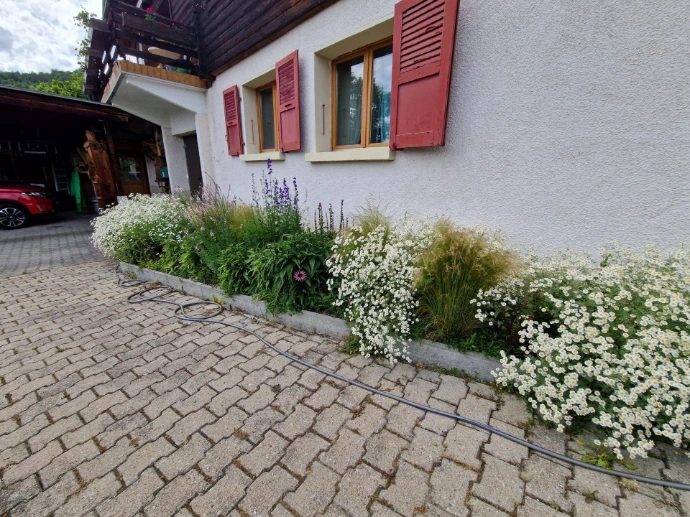 Massif de vivaces avec asters en floraison automnale à Mollens Deux ans après la plantation, ce massif de vivaces situé en pied de façade d'une maison familiale à Mollens offre une floraison automnale spectaculaire. Les asters et autres plantes vivaces apportent une touche de couleur et de vie à l'extérieur, transformant l'espace en un tableau vivant qui évolue avec les saisons. Un aménagement durable et esthétique qui s'intègre parfaitement au paysage valaisan.