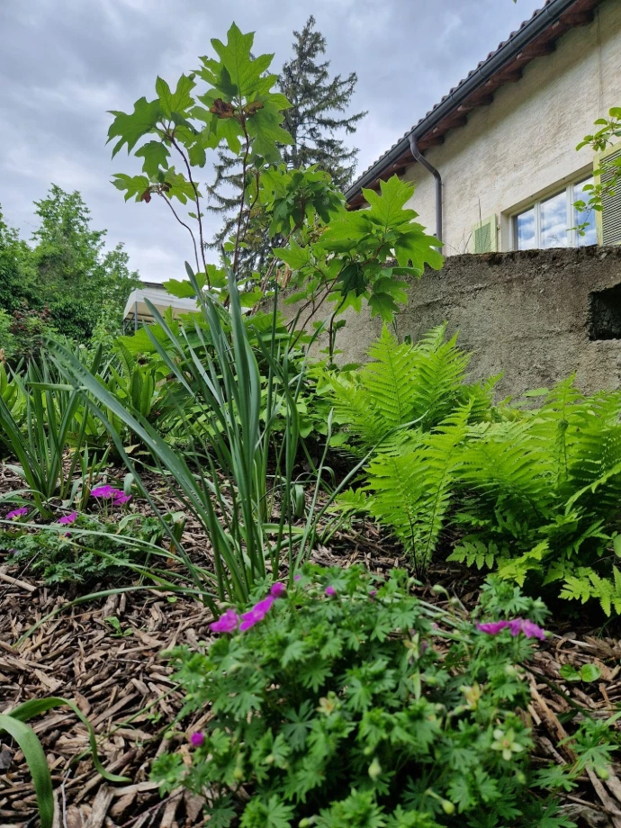 Massif de vivaces d'ombre et hortensia à l'entrée d'une maison à Sierre Ce massif de vivaces d'ombre, agrémenté d'un magnifique hortensia, embellit l'entrée d'une maison à Sierre. Les plantes sélectionnées apportent une touche de fraîcheur et de couleur, même dans les zones plus ombragées, créant ainsi un cadre accueillant et harmonieux. Un aménagement paysager qui met en valeur l'extérieur tout en respectant les besoins spécifiques des plantes.
