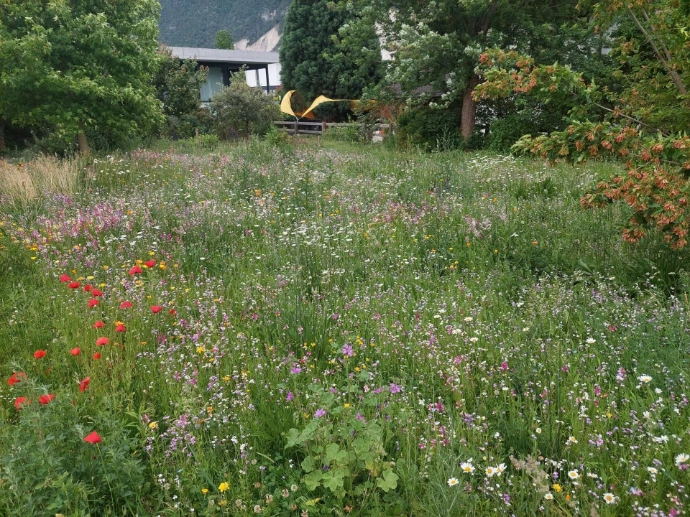 Prairie fleurie pour les oiseaux à Uvrier, aménagement écologique À Uvrier, une prairie fleurie a été aménagée pour offrir un habitat naturel aux oiseaux et autres pollinisateurs. Ce jardin écologique favorise la biodiversité locale tout en ajoutant de la couleur et de la vie à l'espace extérieur. Un choix idéal pour soutenir la faune locale tout en créant un environnement agréable.