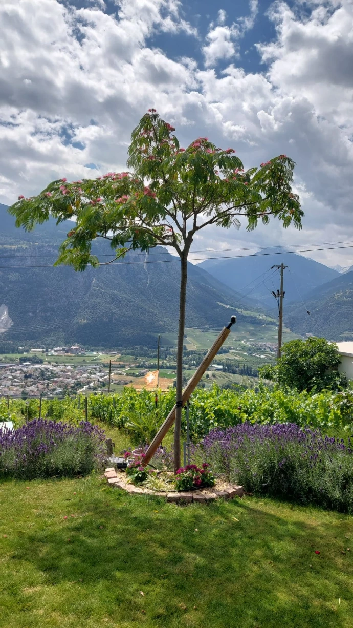 Plantation d'Albizia pour ombrage et floraison dans un jardin en Valais L'Albizia est un arbre apprécié pour ses fleurs et son ombrage naturel. Nous utilisons un tuteurage monopode de biais pour assurer une croissance stable et harmonieuse.