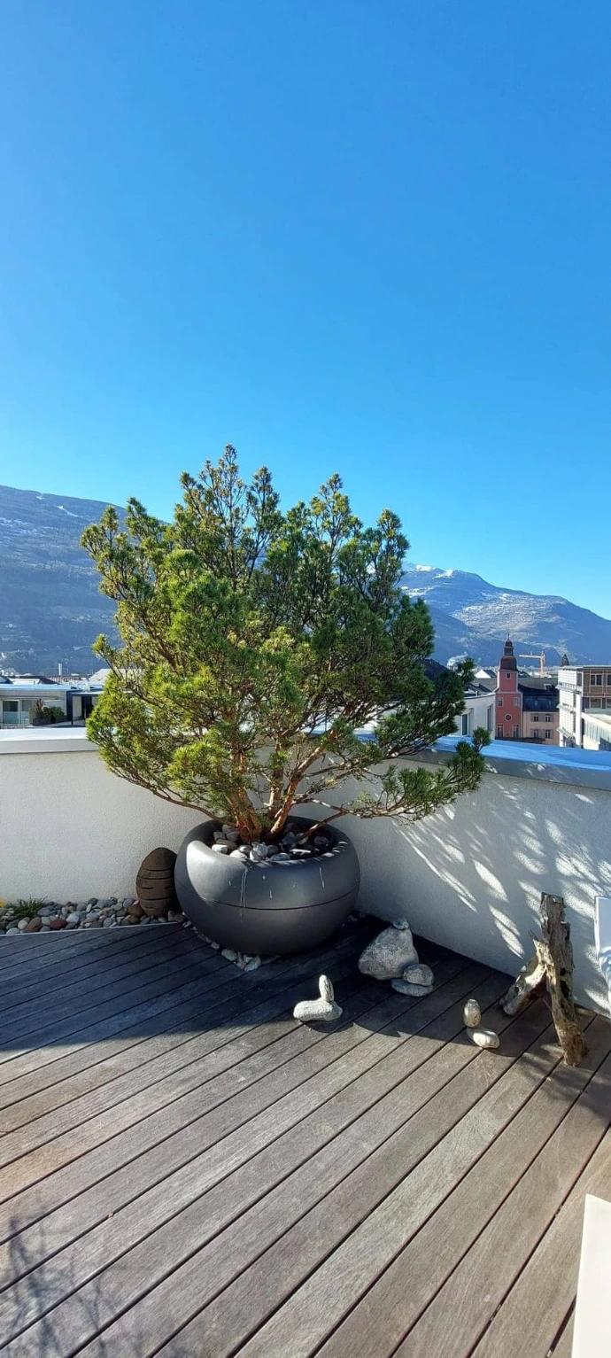 Entretien de plantes en pot avec arrosage intégré à Sion Sur une terrasse en attique à Sion, l’équipe d’Arbre & Co s'occupe de l'entretien des plantes en pot, avec un système d'arrosage intégré pour assurer une hydratation optimale. Cette méthode pratique et efficace garantit la santé des plantes tout au long de l'année, tout en simplifiant la gestion de l'entretien des espaces extérieurs urbains en Valais.